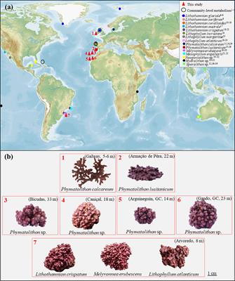 Rhodolith Physiology Across the Atlantic: Towards a Better Mechanistic Understanding of Intra- and Interspecific Differences